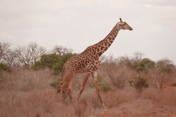 A giraffe walking along a red dirt road in Tsavo East National Park, Kenya. Surrounded by dry vegetation and an expansive savanna landscape under an overcast sky.