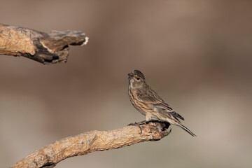 Male linnet perched on dry branch of tree. Beautiful songbirds. Bird with brown, black, white and red colours. Birds in natural environment. Linnet with curious look. Linaria cannabina.