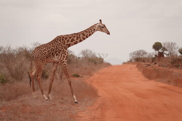 A giraffe walking along a red dirt road in Tsavo East National Park, Kenya. Surrounded by dry vegetation and an expansive savanna landscape under an overcast sky.