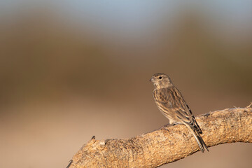 Female linnet resting on a old dry tree. Beautiful songbirds. bird with brown, black, white and red colours. Linaria cannabina.