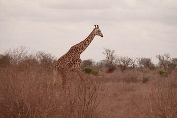 Obraz premium A giraffe walking along a red dirt road in Tsavo East National Park, Kenya. Surrounded by dry vegetation and an expansive savanna landscape under an overcast sky.
