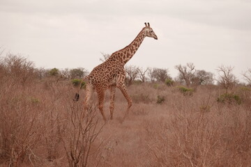 A giraffe walking along a red dirt road in Tsavo East National Park, Kenya. Surrounded by dry vegetation and an expansive savanna landscape under an overcast sky.