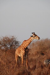 A giraffe walking along a red dirt road in Tsavo East National Park, Kenya. Surrounded by dry vegetation and an expansive savanna landscape under an overcast sky.