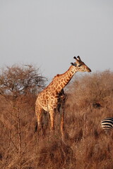 A giraffe walking along a red dirt road in Tsavo East National Park, Kenya. Surrounded by dry vegetation and an expansive savanna landscape under an overcast sky.
