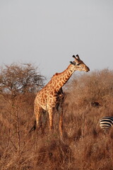 A giraffe walking along a red dirt road in Tsavo East National Park, Kenya. Surrounded by dry vegetation and an expansive savanna landscape under an overcast sky.