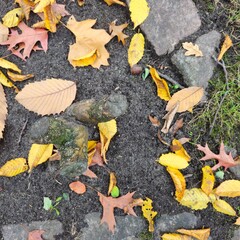 Laub, Herbst, Natur, Pflanzen
Foliage, Fall, Nature, Plants