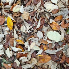 Laub, Herbst, Natur
Foliage, Fall, Nature