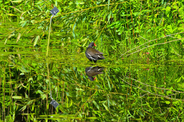 Take in the Reflection