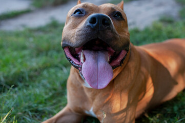 The American Staffordshire terrier is a warrior without fear or reproach, a strong, intelligent and loyal dog will protect you in any situation.