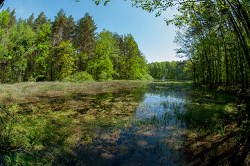 Green forest reflected in the calm water of the lake, beauty in nature.