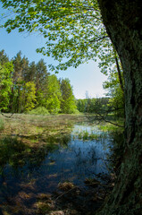 Green forest reflected in the calm water of the lake, beauty in nature.