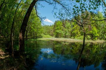 Green forest reflected in the calm water of the lake, beauty in nature.