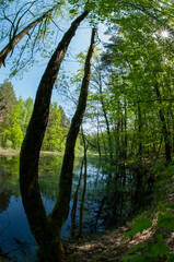 Fototapeta premium Green forest reflected in the calm water of the lake, beauty in nature.