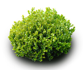 Obraz premium Fresh green bush on a transparent background PNG