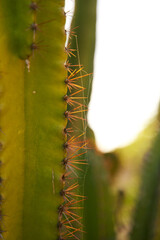 A close-up of the sharp needles of a cactus illuminated by the setting sun.
