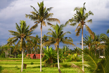 Palm trees in a paddy field against a stormy evening sky.