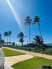 palm trees on the beach