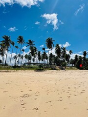 beach with palm trees