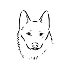 norrbottenspets dog, vector sketch dog drawn in full growth by hand sketch