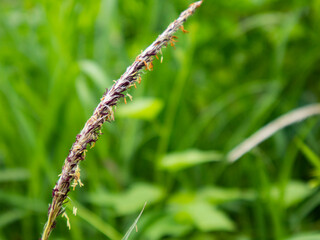 Cogongrass (Imperata Cylindrica), Ilalang, Alang-alang, in green grass background
