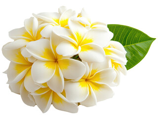 Fototapeta premium Beautiful White Flowers with Yellow Centers and Green Leaf