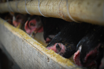 a free-range chicken raised in a chicken coop with black feathers with a little red color along the neck  © Alkhairyshop