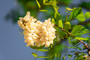 Flower of the false acacia tree.