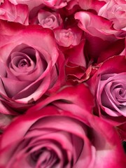 pink/purple roses 