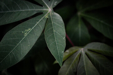 close up of leaves