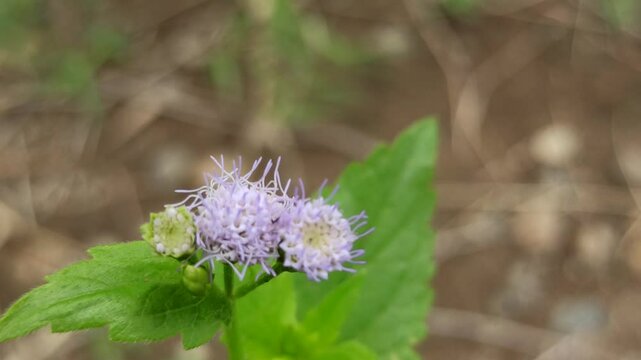 Little ironweed
