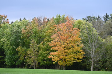 beautiful landscape and autumn and forest