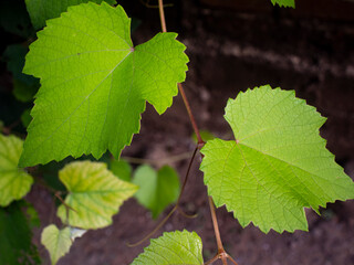 Leaves of the Vitis coignetiae plant, also known as crimson glory vine. Plants belonging to the...