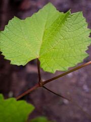 Leaves of the Vitis coignetiae plant, also known as crimson glory vine. Plants belonging to the genus Vitis	
