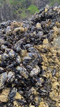 mussels on a rock