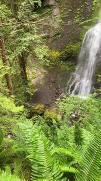 waterfall in the forest