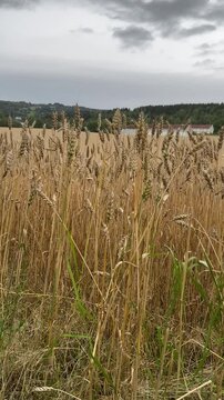 field of wheat
