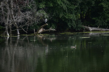 beautiful landscape and autumn and forest and lake,