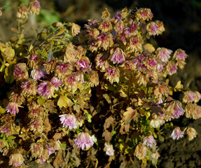 Autumn flowers wilt from the first frost. petals wilt from cold weather and rain. water drops drip off the petals