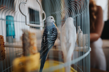 Two vibrant birds, a budgie and a white canary, sitting inside a birdcage. The scene conveys a sense of companionship and domestic tranquility.