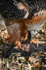 Bearded vulture tearing off the skin of a boar on the ground.
