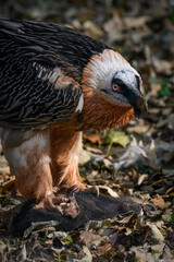 Bearded vulture tearing off the skin of a boar on the ground.

