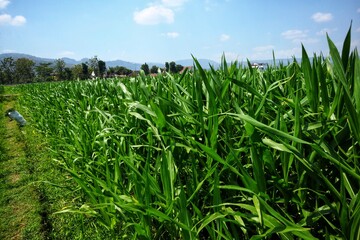 Obraz premium Vast green cornfield under a clear blue sky in countryside.