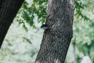 A bird perching on the trunk of a tree in a lush green forest, captured on a sunny day. Nature and wildlife in their natural habitat.