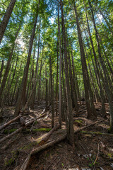 Lakeshore Trail along the Distillery Bay, Priest Lake, ID