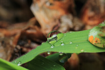 water drops macro photo on grass