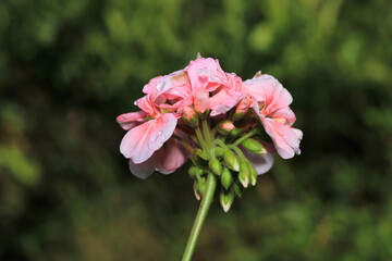Fototapeta premium pink pelargonium zonale flower macro