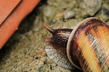 cornu aspersum snail animal macro photo