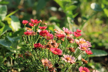alpine aster purple flower macro photo