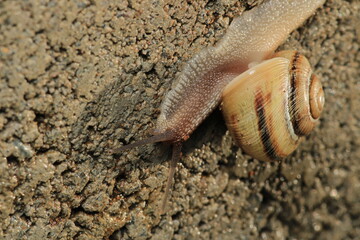 cornu aspersum snail animal macro photo