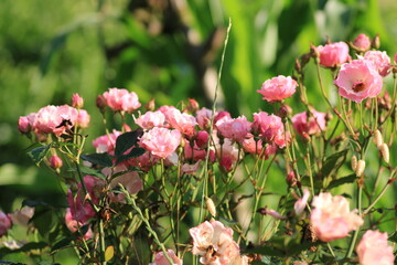 Obraz premium red rose flower macro photo